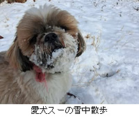 �ʐ^�F�����X�[�̐ᒆ�U��