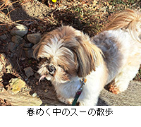 �ʐ^�F�t�߂����̃X�[�̎U��