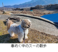 �ʐ^�F�t�߂����̃X�[�̎U��