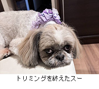 �ʐ^�F�g���~���O���I�����X�[