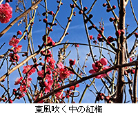 �ʐ^�F�����������̍g�~