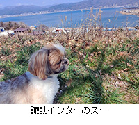 �ʐ^�F�z�K�C���^�[�̃X�[