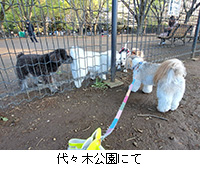 写真:代々木公園にて