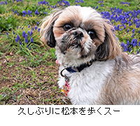 �ʐ^�F�v���Ԃ�ɏ��{������X�[