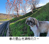 �ʐ^�F�t�̗��R�𖞋i�̃X�[