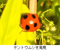 �ʐ^�F�e���g�E���V�𔭌�