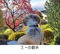 �ʐ^�F�X�[�̎U��