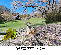 �ʐ^�F������̒��̃X�[