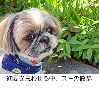 写真:初夏を思わせる中、スーの散歩