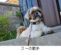 写真:スーの散歩