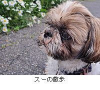�ʐ^�F�X�[�̎U��