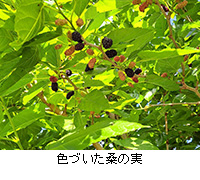 �ʐ^�F�F�Â����K�̎�