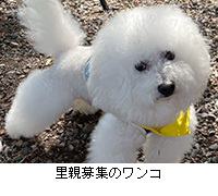 �ʐ^�F���e��W�̃����R