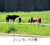 写真:フィンランドの馬