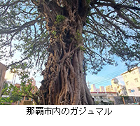 写真:那覇市内のガジュマル