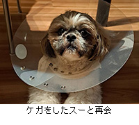 写真:ケガをしたスーと再会