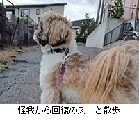 �ʐ^�F���䂩��񕜂̃X�[�ƎU��