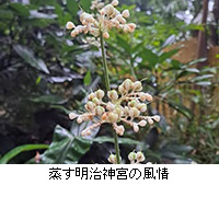 �ʐ^�F���������_�{�̕���