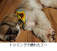 �ʐ^�F�g���~���O�Ŕ�ꂽ�X�[