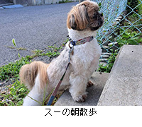 写真:スーの朝散歩