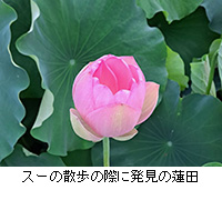 �ʐ^�F�X�[�̎U���̍ۂɔ����̘@�c