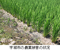 写真:宇城市の農業被害の状況