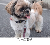 写真:スーの散歩