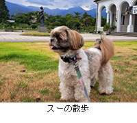 写真:スーの散歩