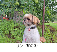 �ʐ^�F�����S���̃X�[