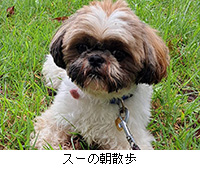 写真:スーの朝散歩