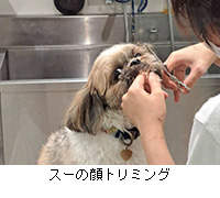 写真:スーの顔トリミング
